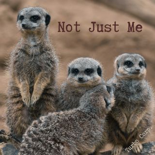 Un groupe d'animaux proches les uns des autres